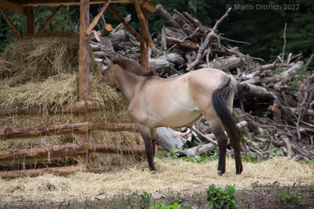 Wildpark Moritzburg