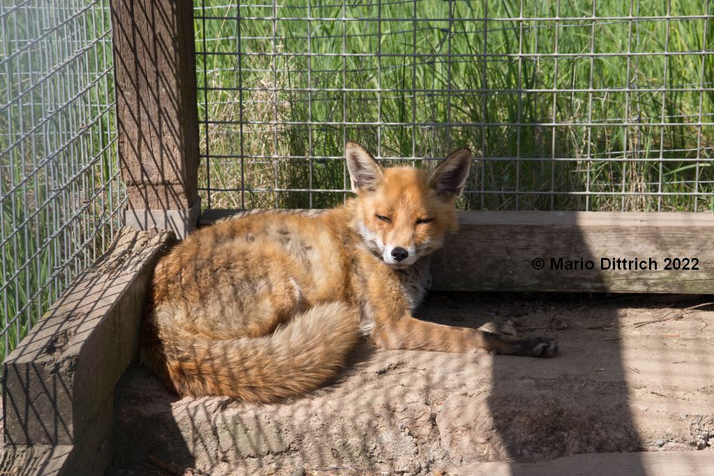 Wildpark Osterzgebirge