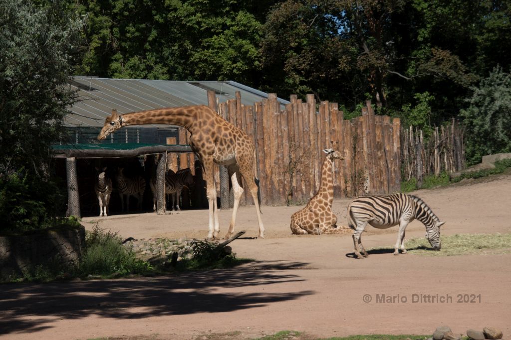 Zoo Dresden