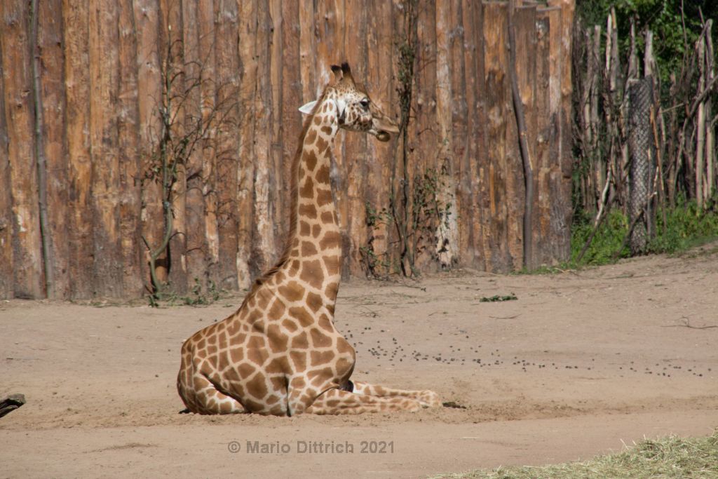 Tierparks und Zoos